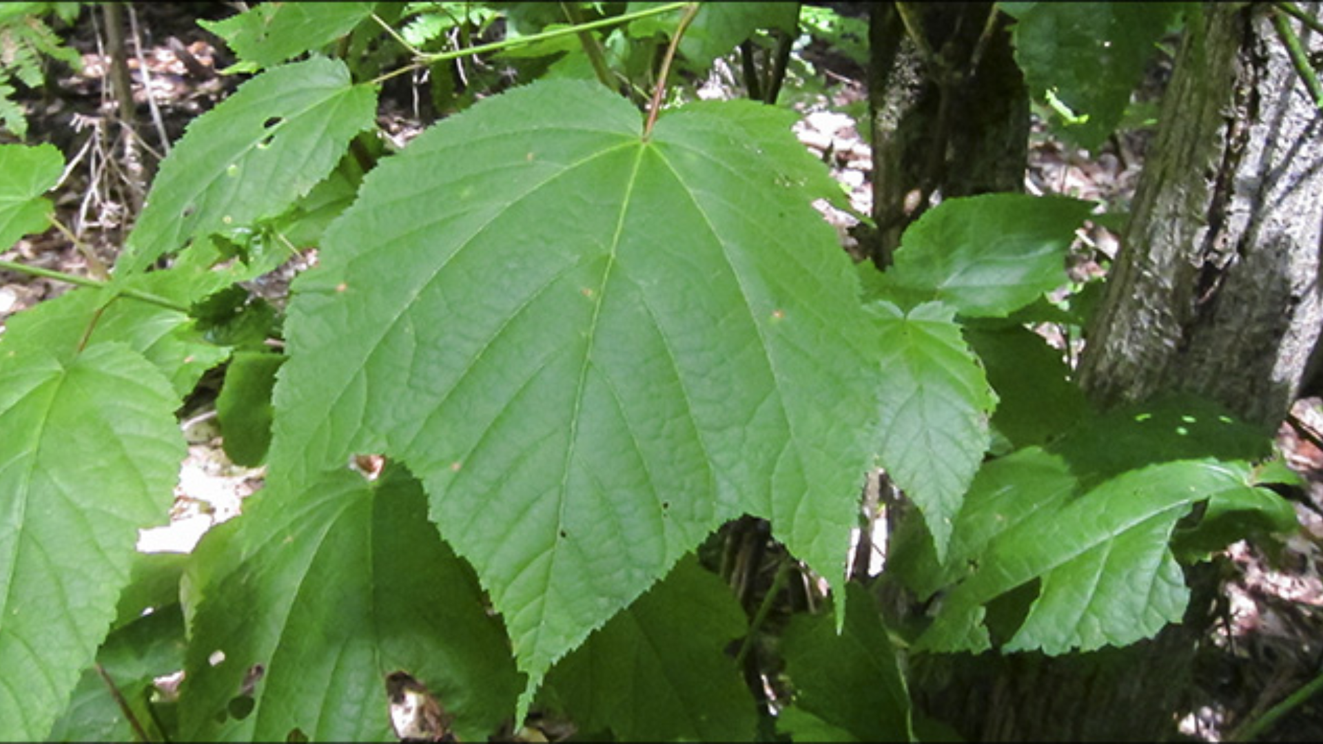 Striped Maple