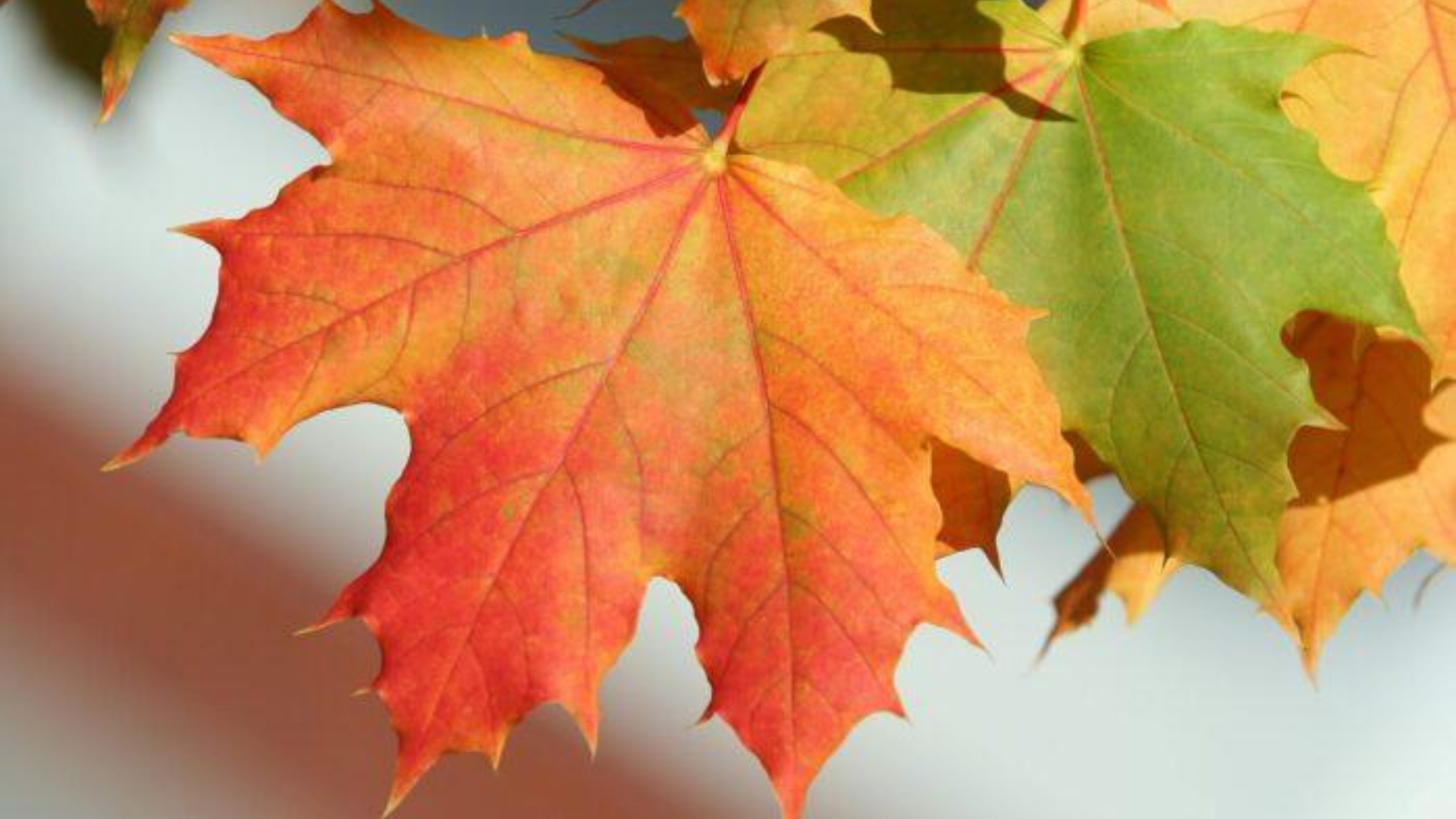 Sugar Maple