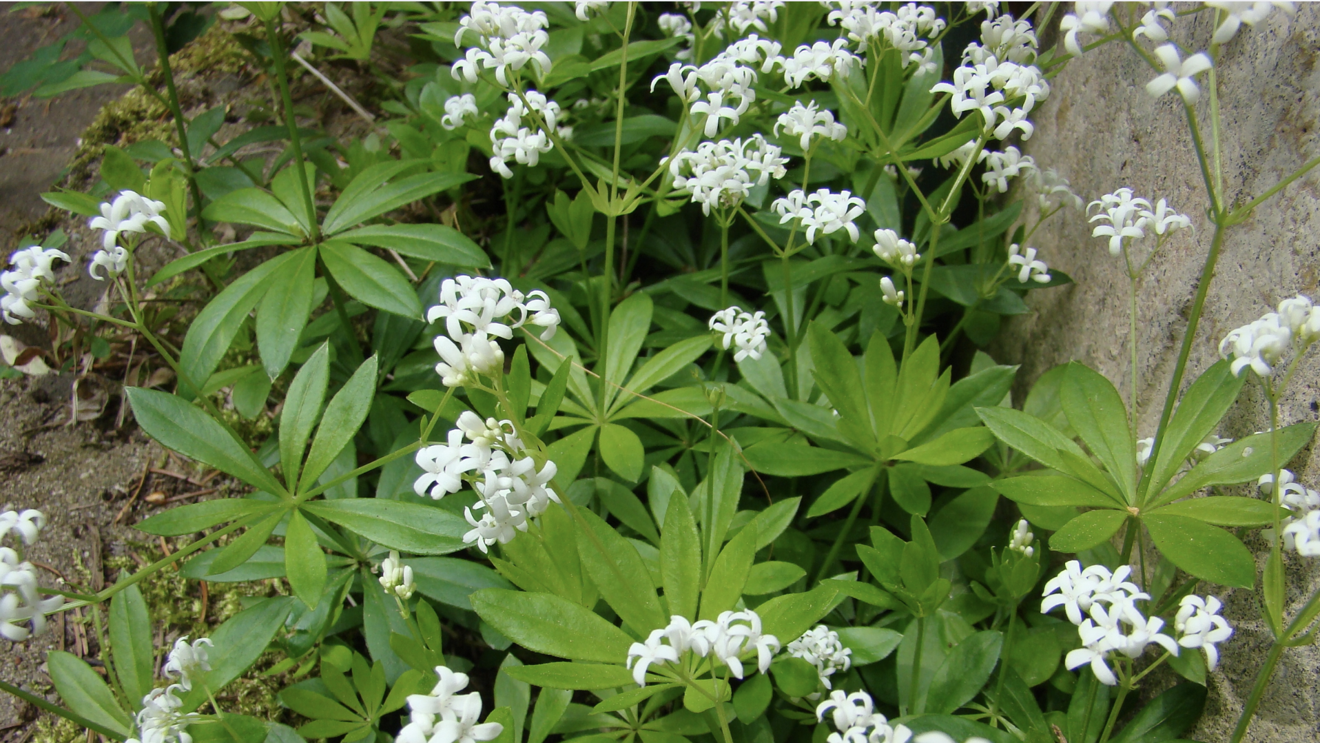 Sweet Woodruff (Galium odoratum)