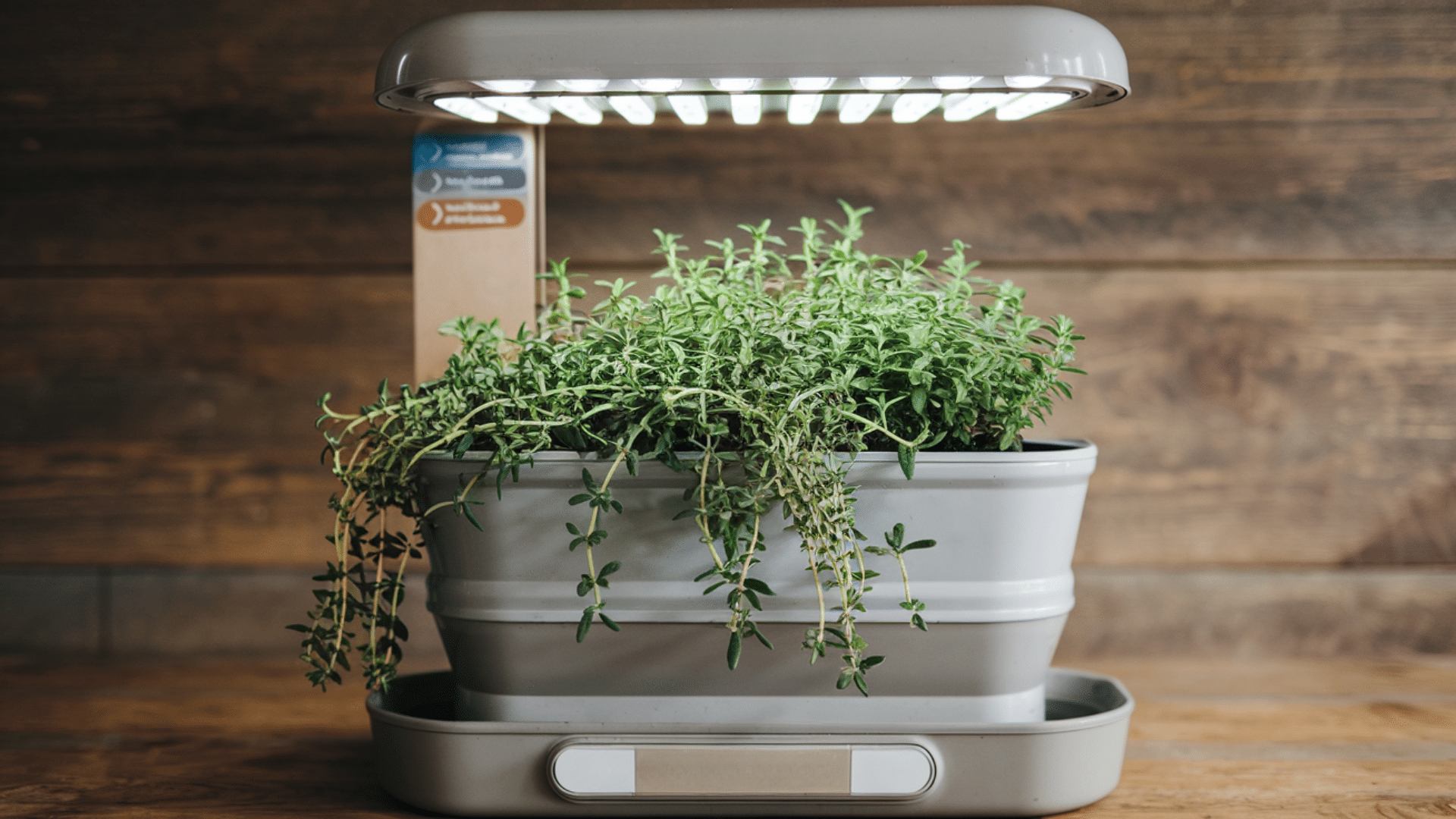 Thyme