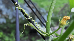 Top 11 Vegetables That Grow Best on a Trellis