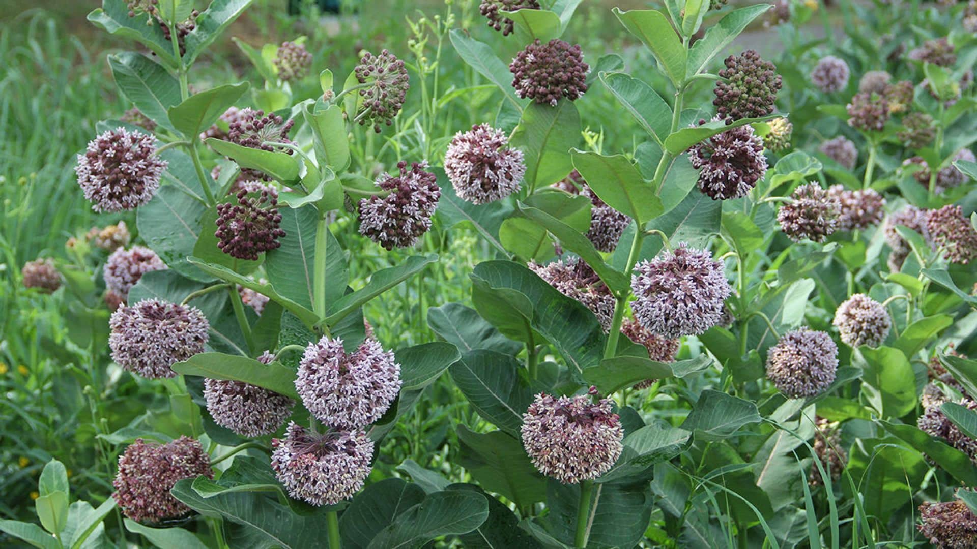 Transplant Milkweed Like a Pro- Expert Tips