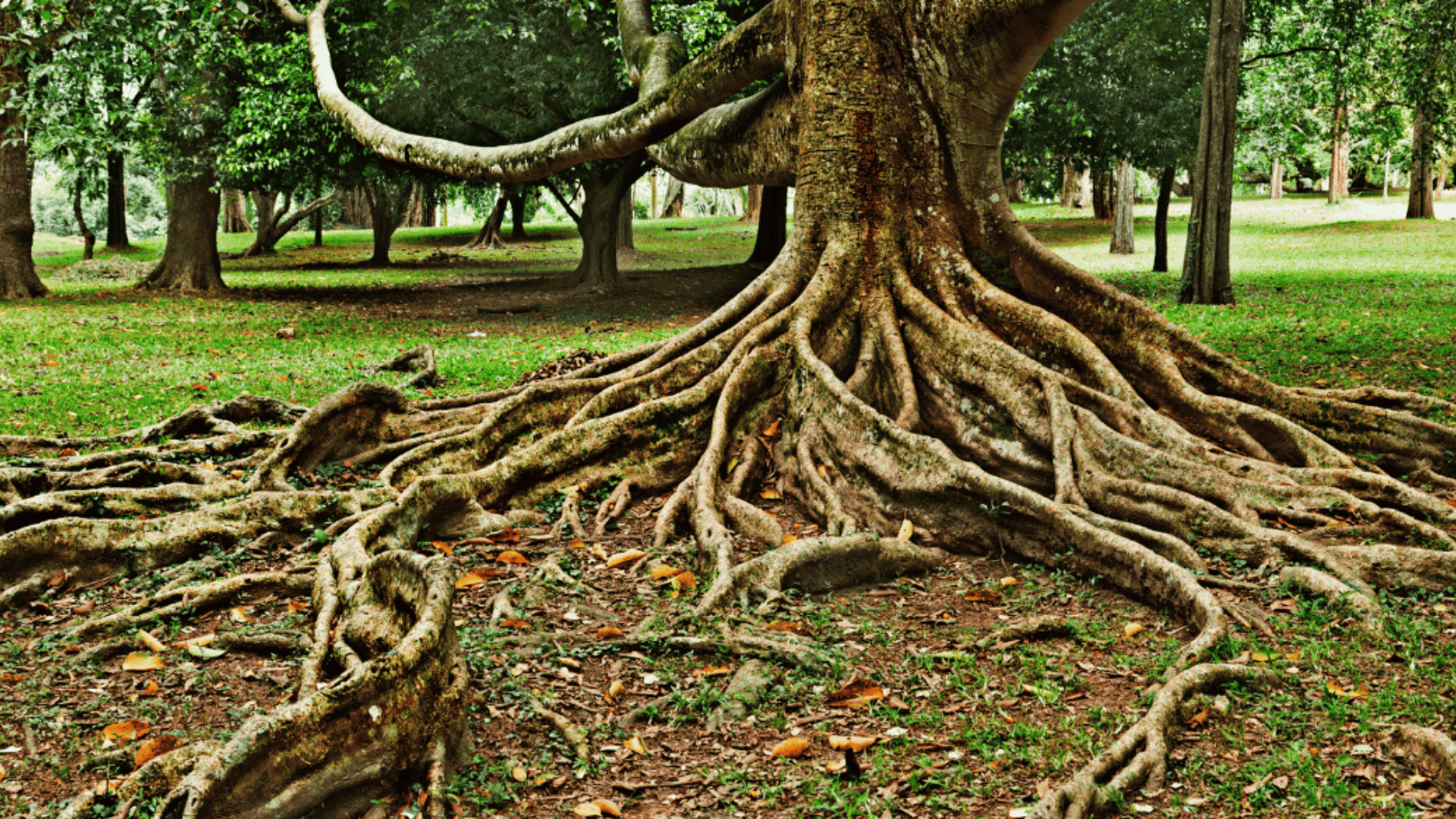 Understanding Invasive Roots