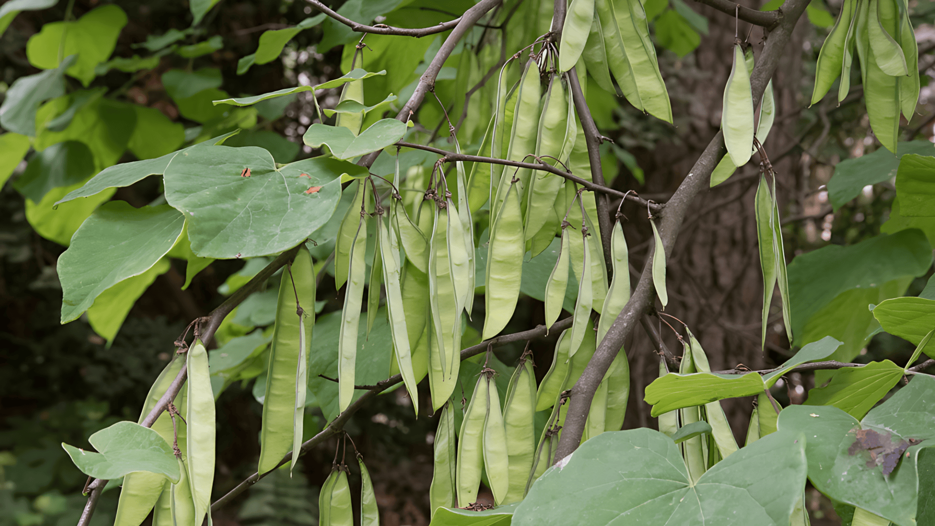 What Eastern Redbud Seed Pods Look Like