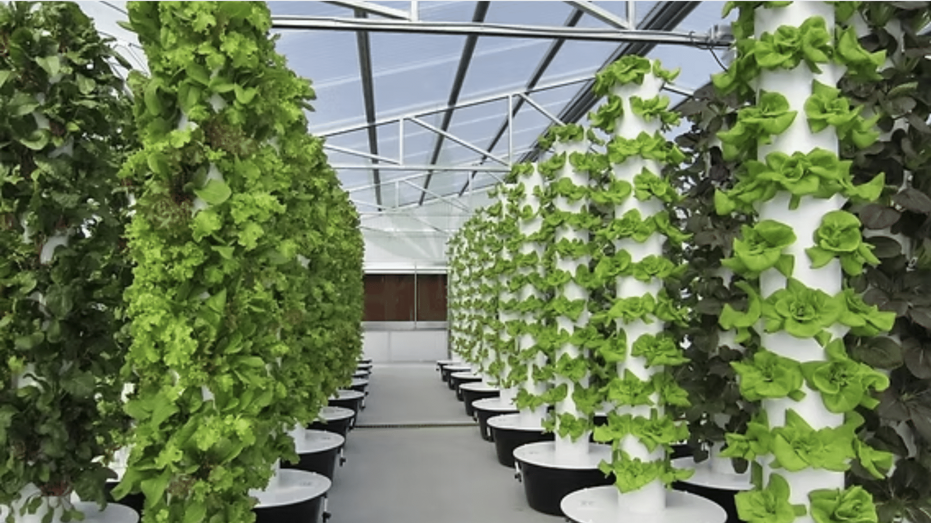 What Is Aeroponics?
