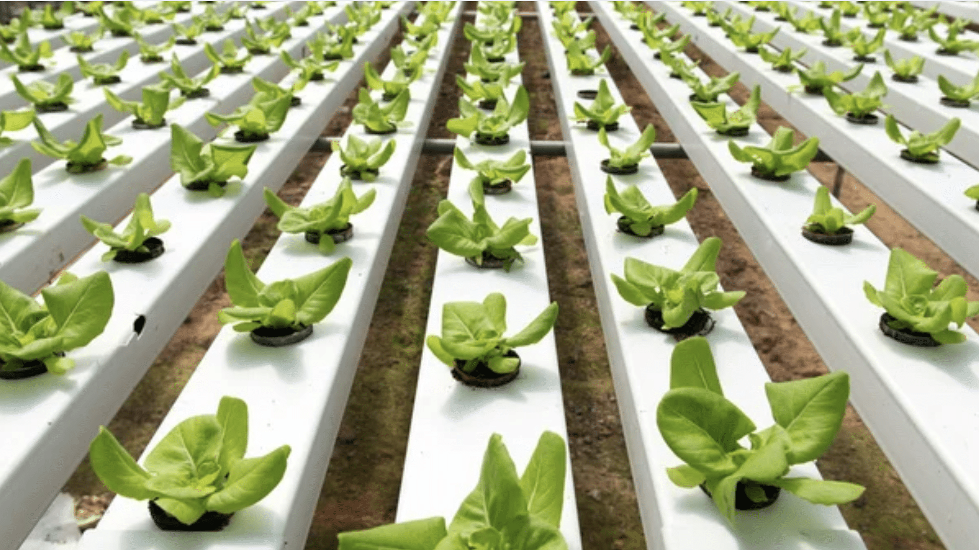 What Is Hydroponics?