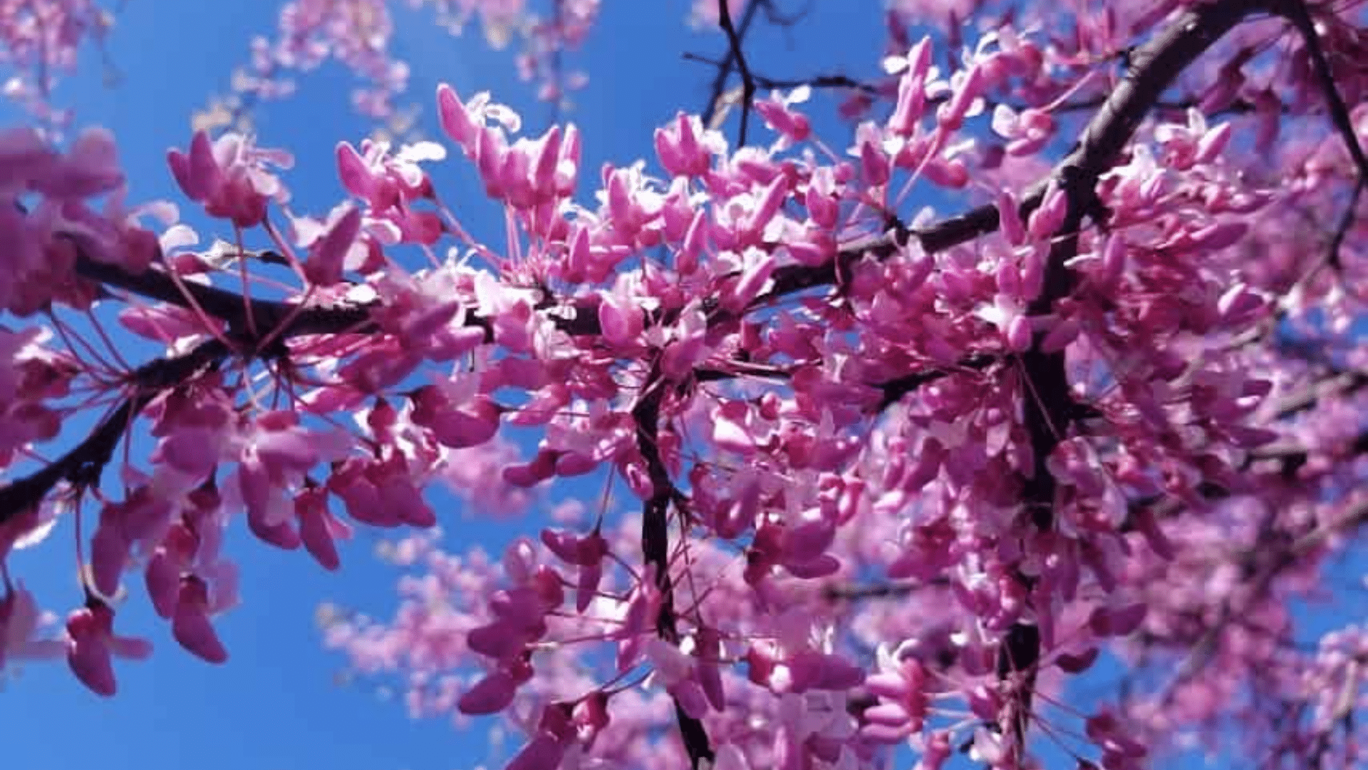 What Is a Redbud Tree?