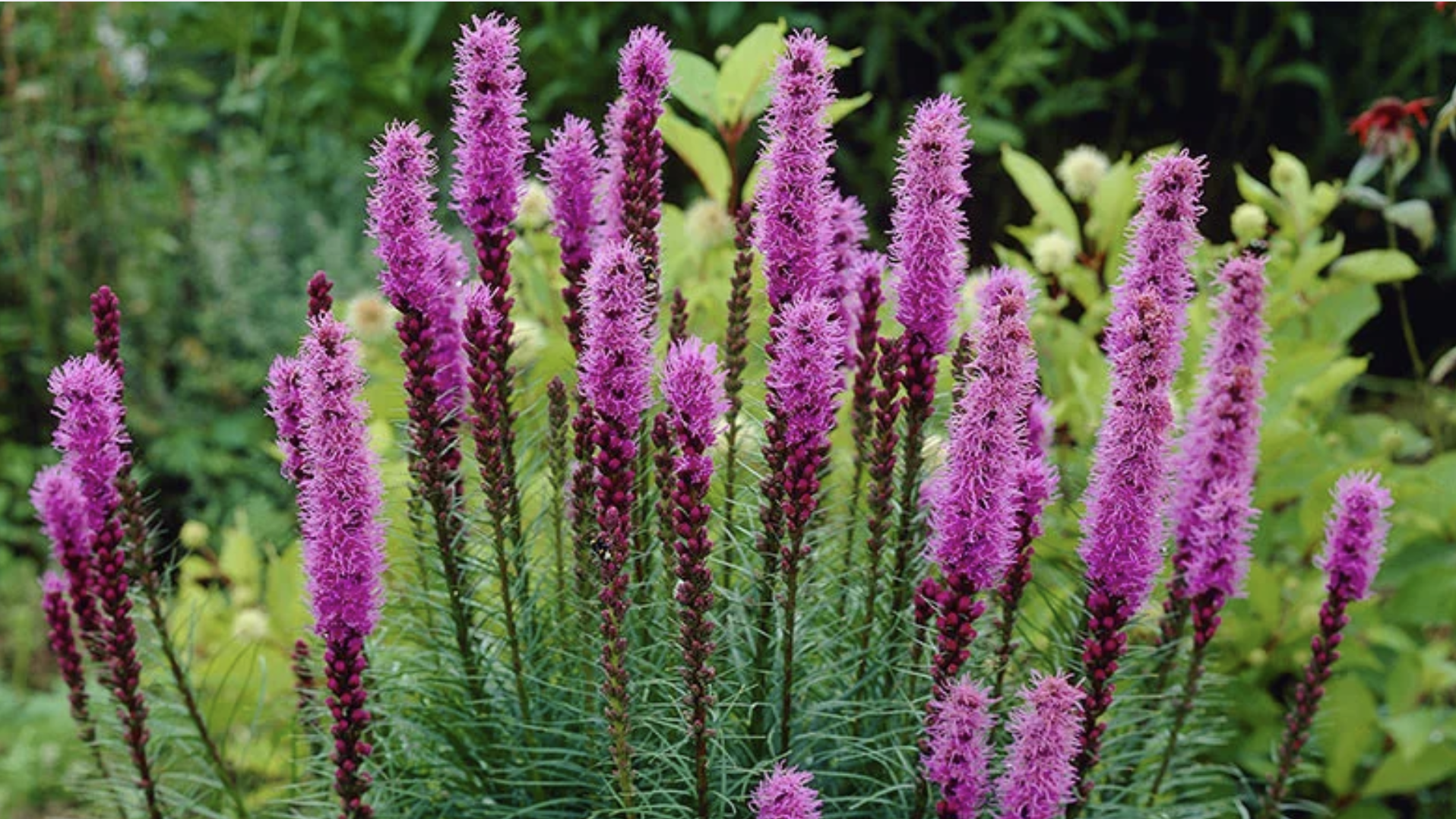 What Is Liatris