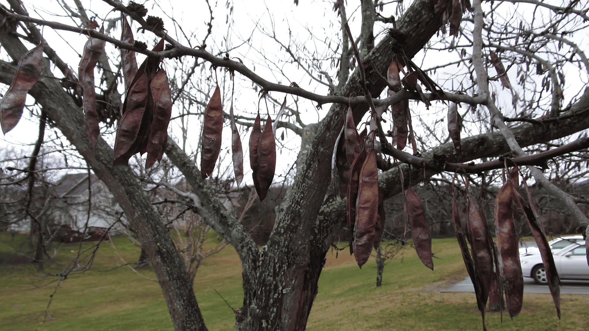 When and How to Harvest Redbud Seeds for Propagation