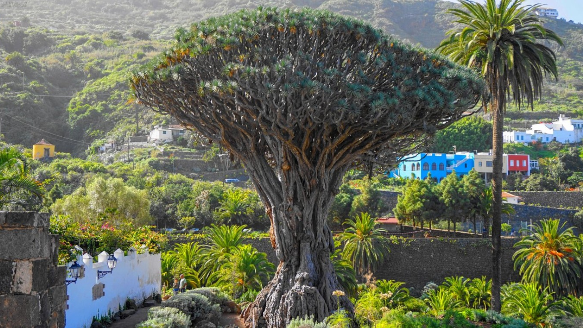 Why Spanish Trees Are Unique
