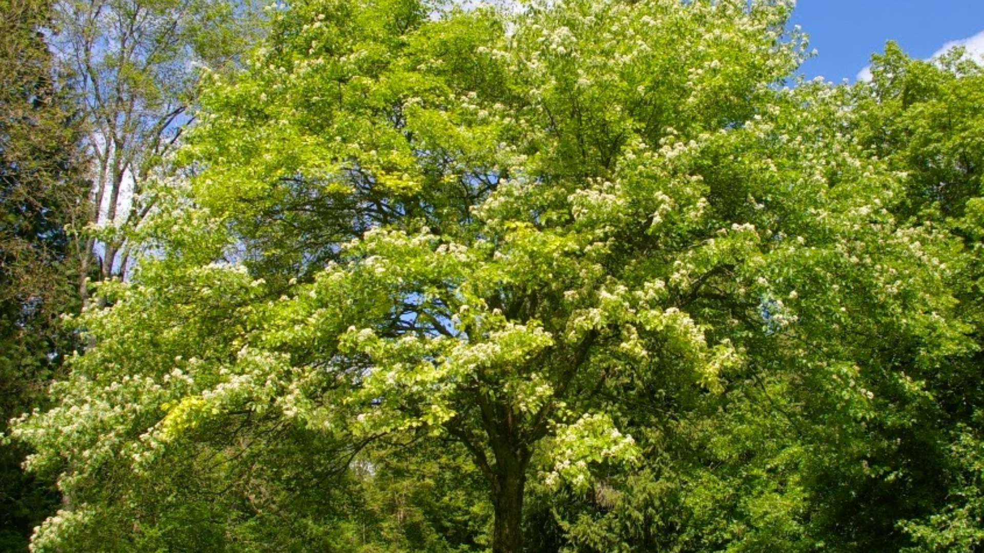 Wild Service Tree
