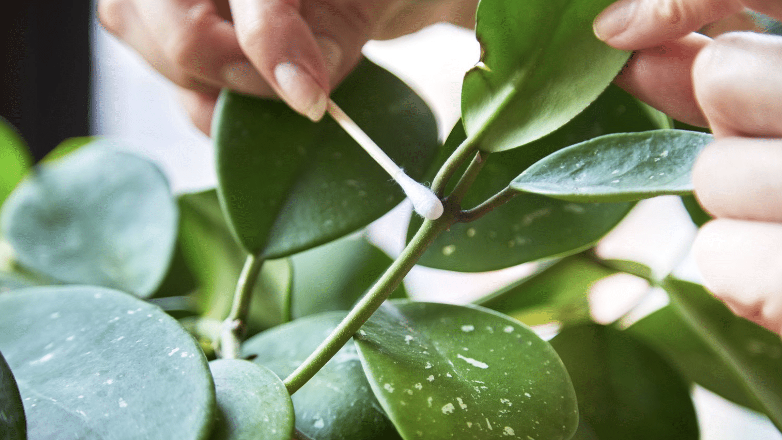 aphid on indoor plants