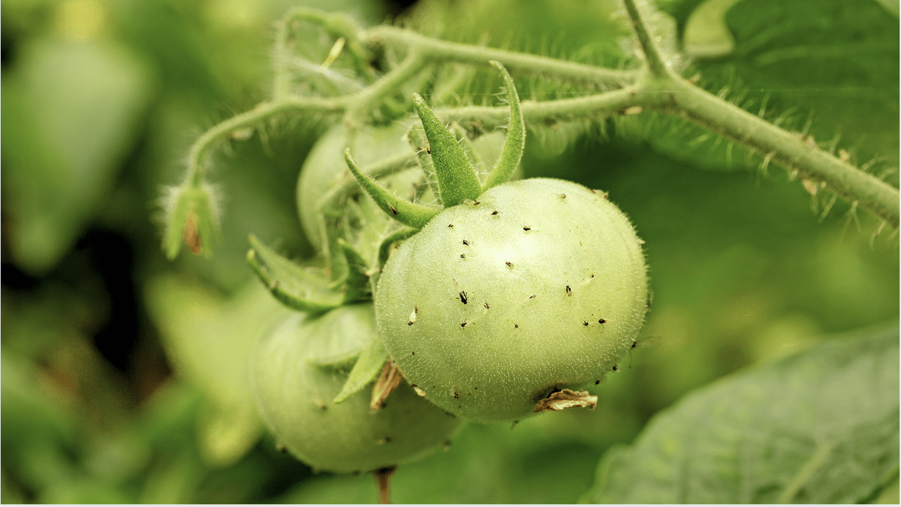 aphids on tomatoes