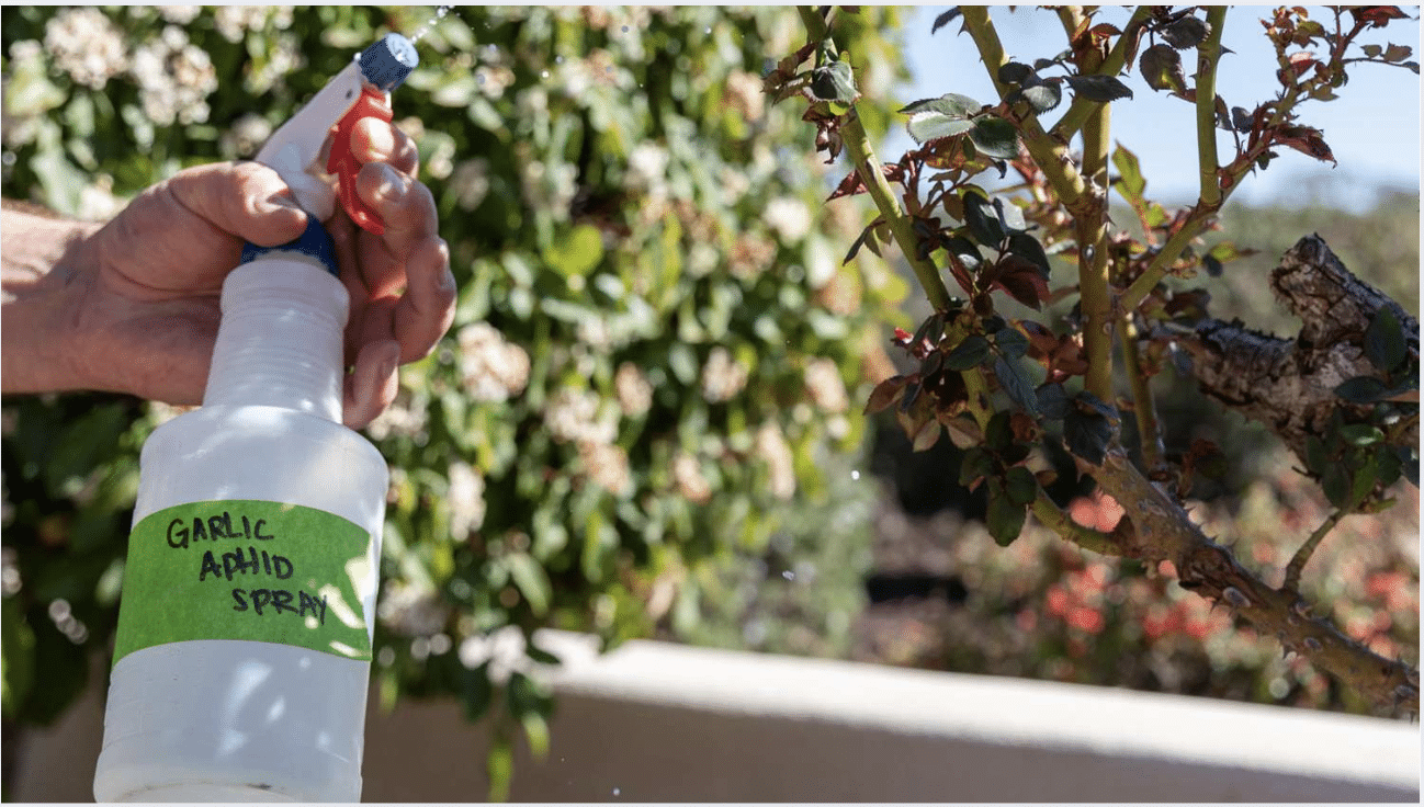 how to get rid of aphids