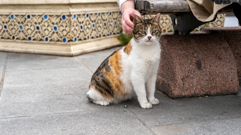 Creating a Safe and Comfortable Outdoor Space for Your Pets
