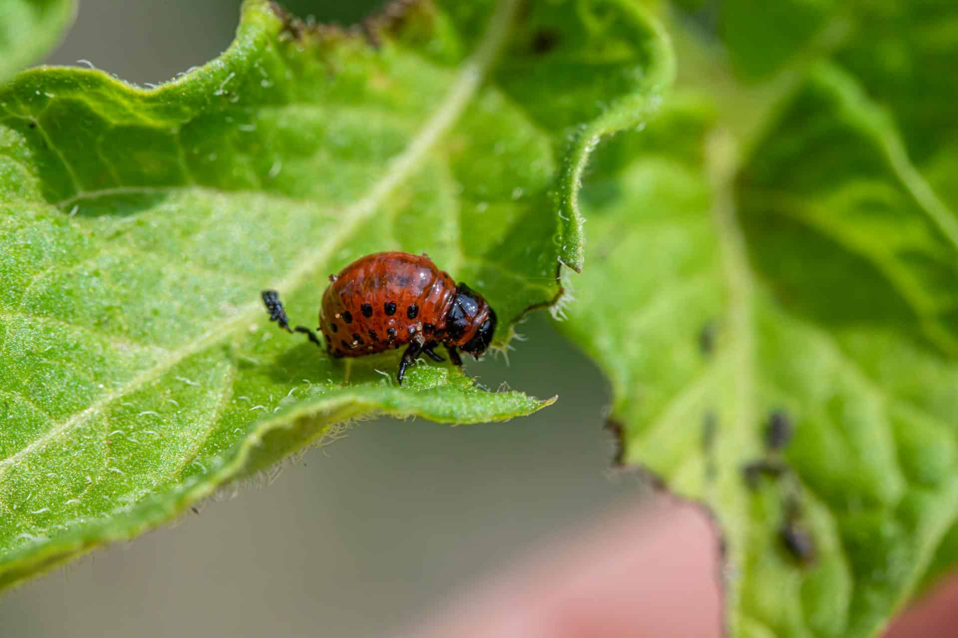 11 Things Crop Consultants Wish More Clients Knew About Insect Management