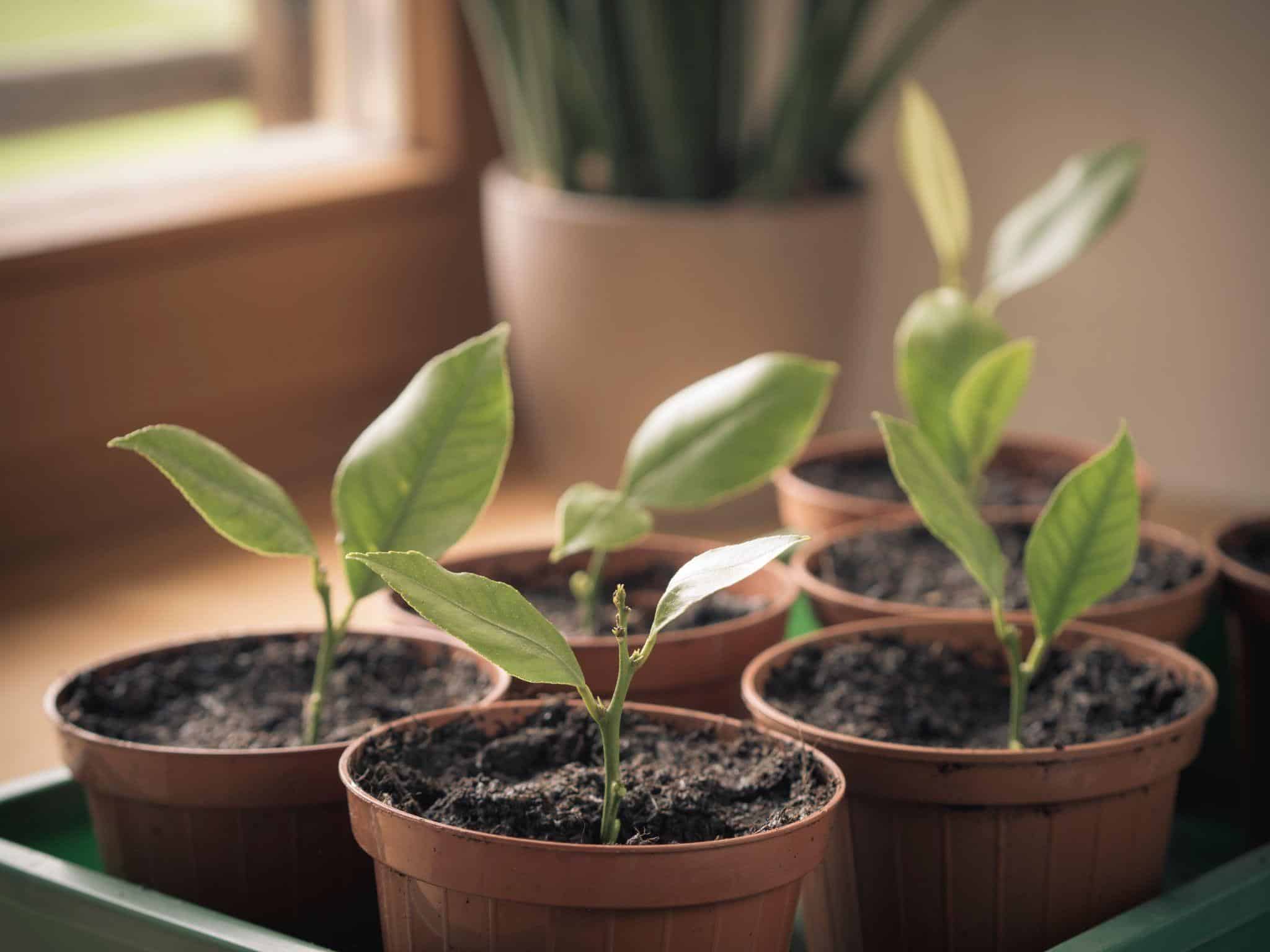 Meyer Lemon Tree Care: Everything You Need to Know