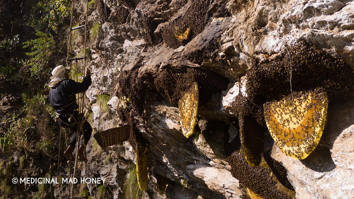 Mad Honey: Unique Honey from The Cliffs.