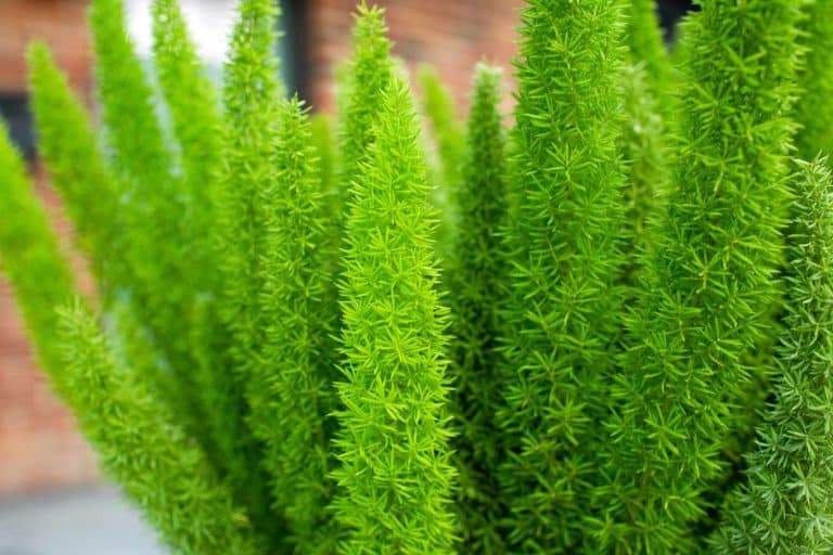 Foxtail Fern Cold Hardiness: What You Need to Know