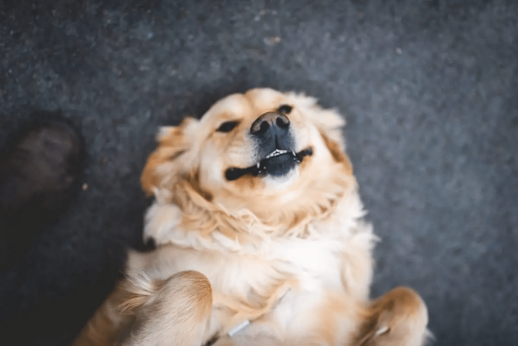Moving with Emotional Support Animals: Essential Legal Rights, Practical Tips, and Stress-Free Relocation Guide