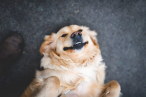 Moving with Emotional Support Animals: Essential Legal Rights, Practical Tips, and Stress-Free Relocation Guide