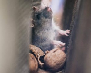 Sneaky Hiding Spots: Where Pests Lurk Inside Your Home and How to Spot Them