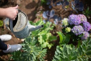 Top 5 Low Maintenance Garden Ideas