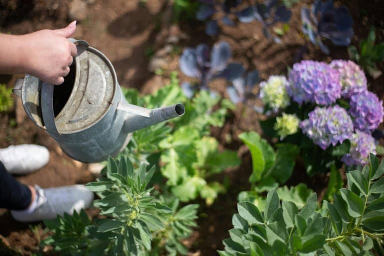 Top 5 Low Maintenance Garden Ideas