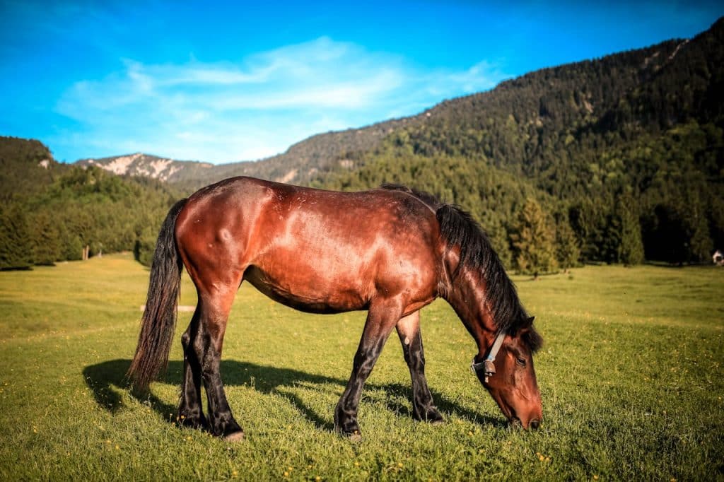 What Are The Best Plants And Veggies For Horses' Nutrition?