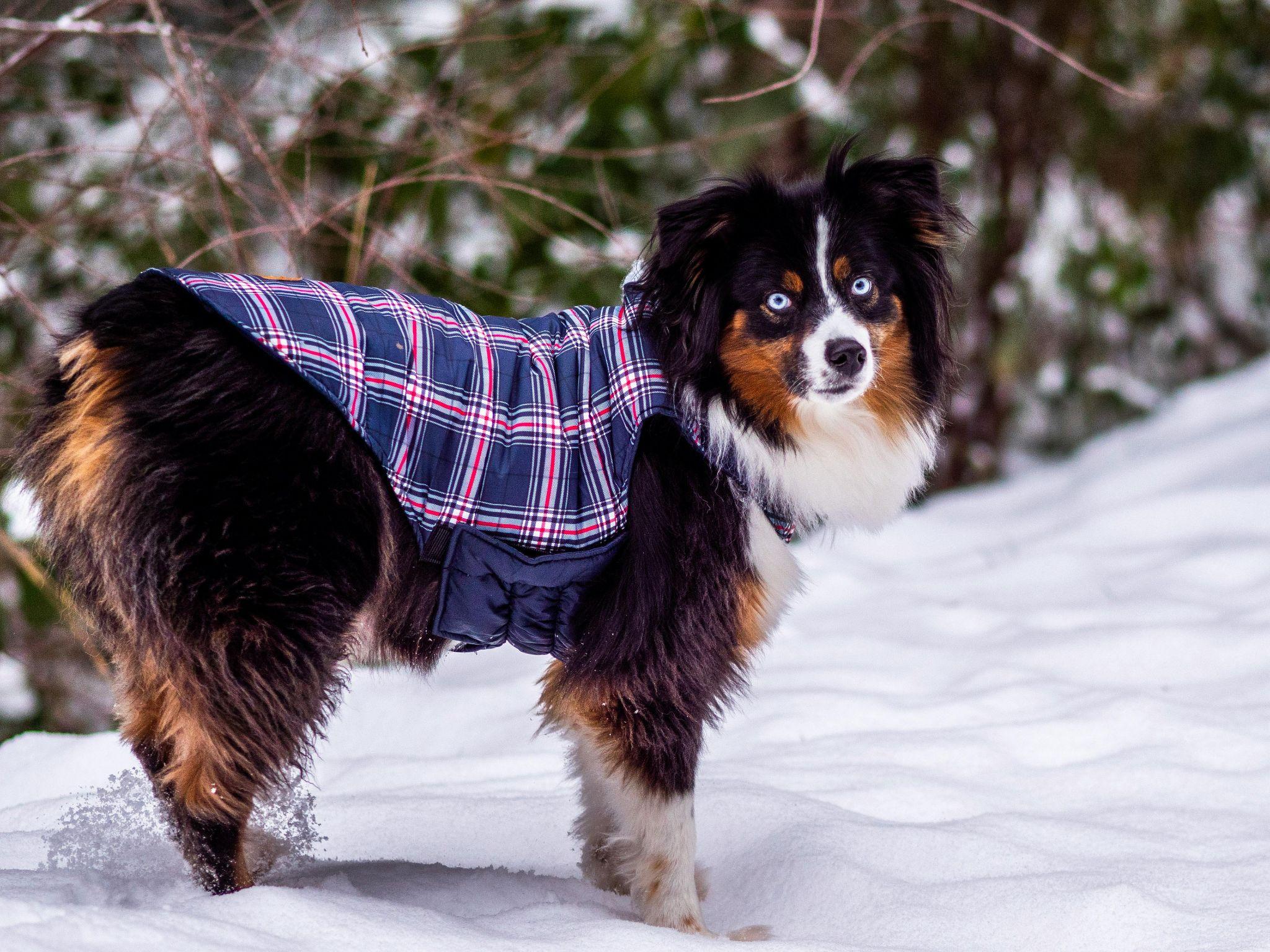 Clothing and Seasonal Health: When Does Your Pup Really Need Extra Protection?