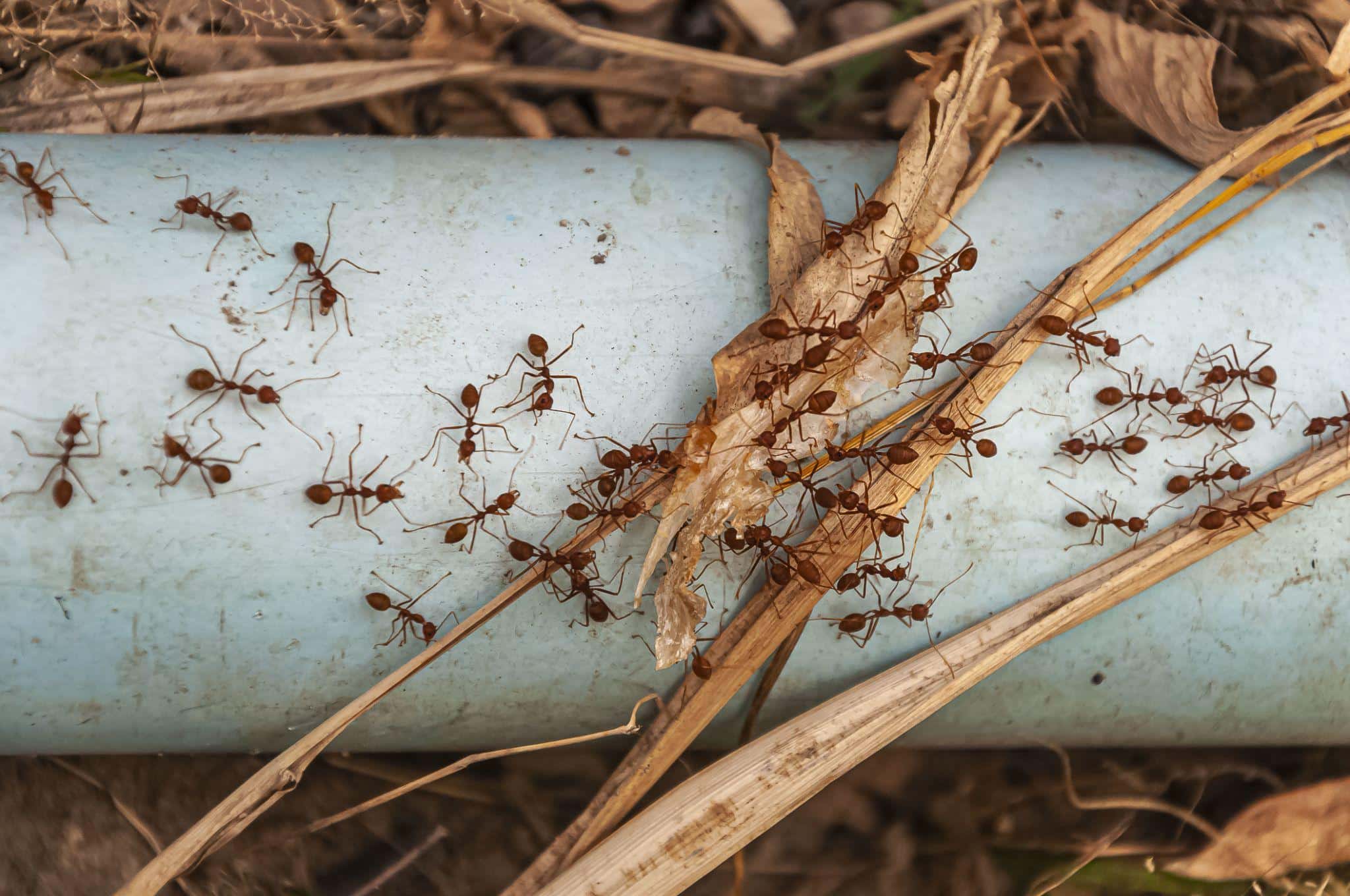 The Ultimate Homeowner’s Guide to Year-Round Pest Prevention