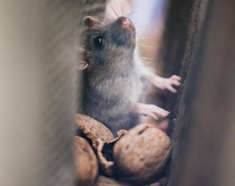 Backyard Defense: How Modern Pest Control Services Keep Homes Livable and Low-Stress