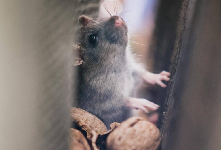 Backyard Defense: How Modern Pest Control Services Keep Homes Livable and Low-Stress