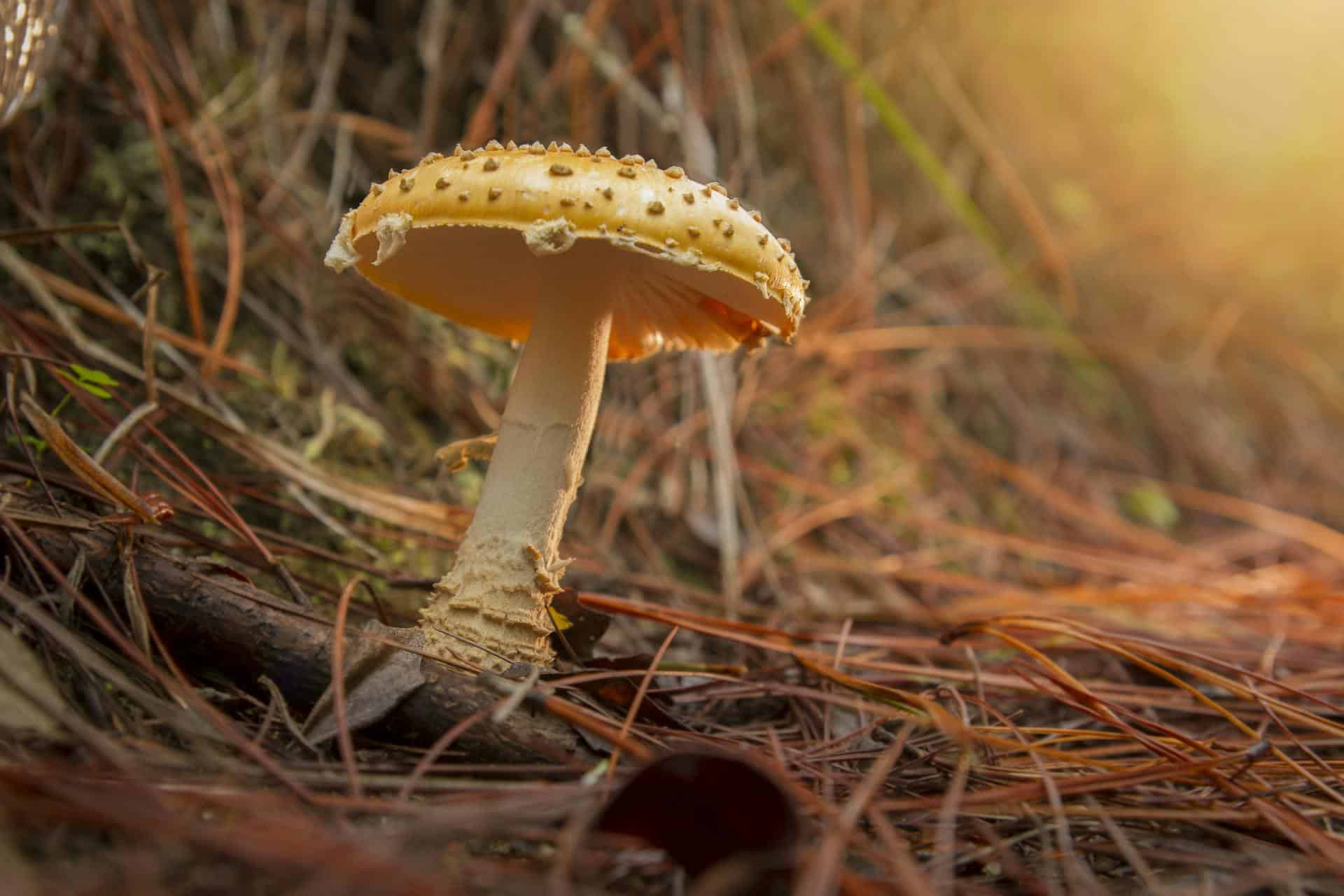 A Simple Guide to Collecting Mushroom Spores Legally for Study