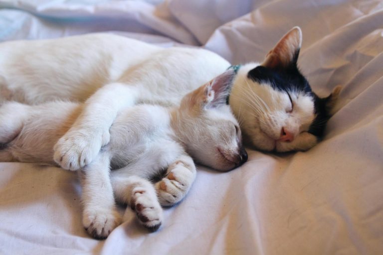 Why Effective Flea and Tick Control Protects Your Family and Pets in Houston