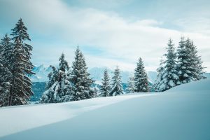 How to Ensure Your Allotment Thrives in the UK Winter