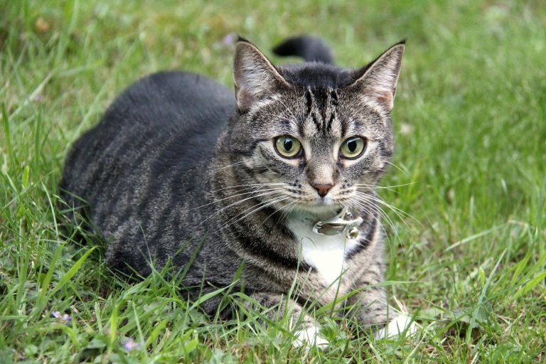 6 Advantages of Using Flea Collars for Cats