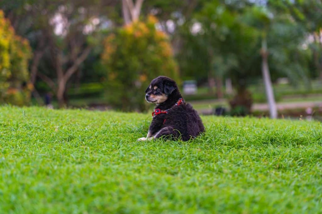 How to Create a Dog-Friendly Lawn That Still Looks Great
