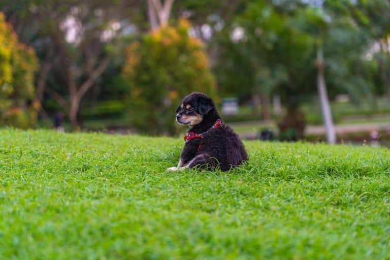 How to Create a Dog-Friendly Lawn That Still Looks Great