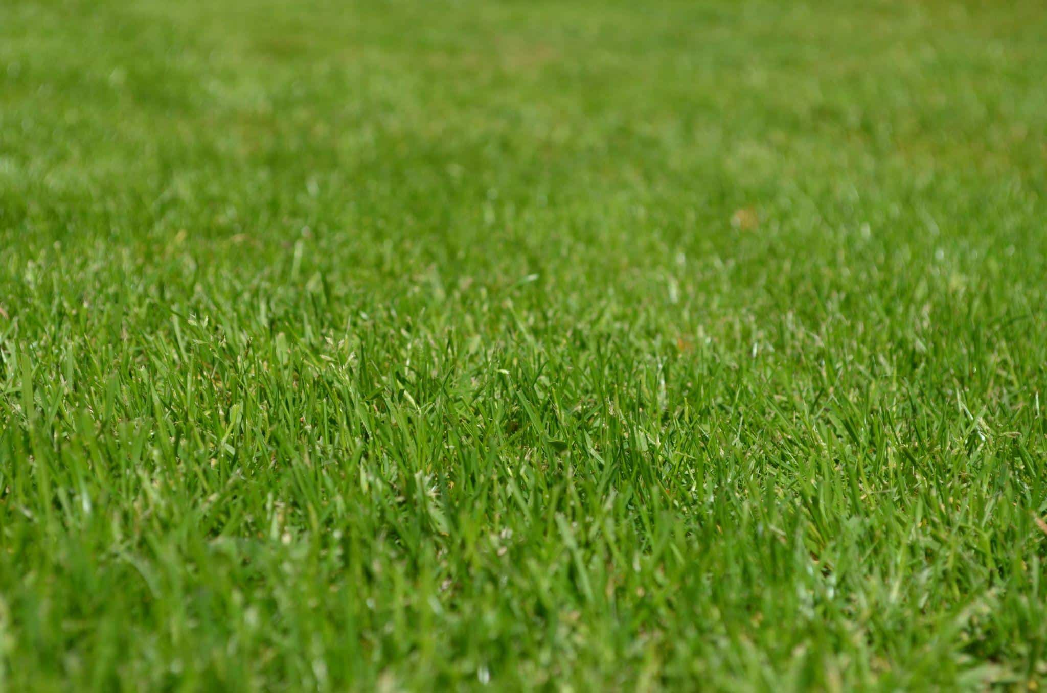 How to Research and Document Your Findings on the Role of Soil Fertility in Lawn Health
