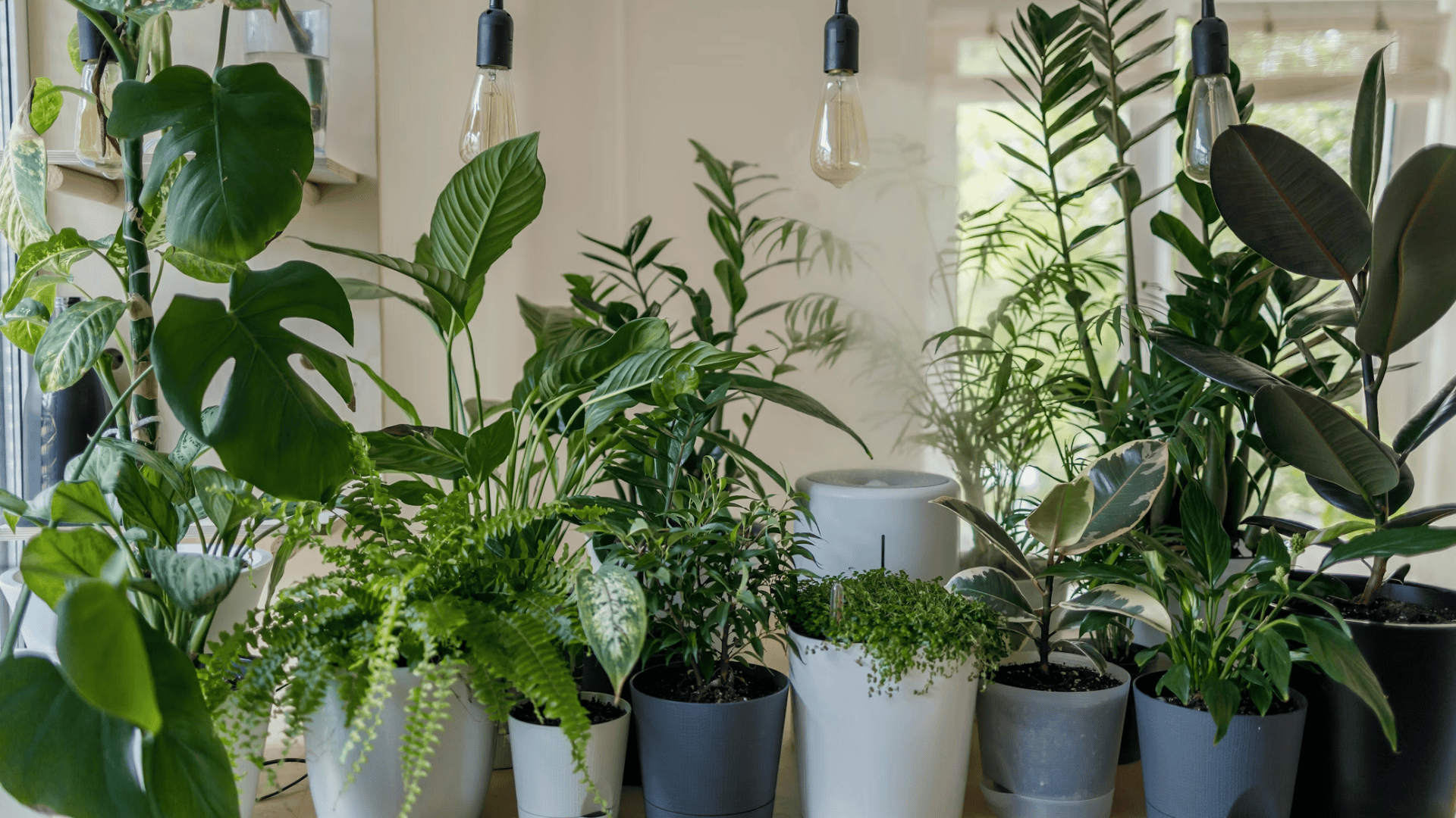 Dorm Room Gardening: How Students Can Grow Plants in Small Spaces