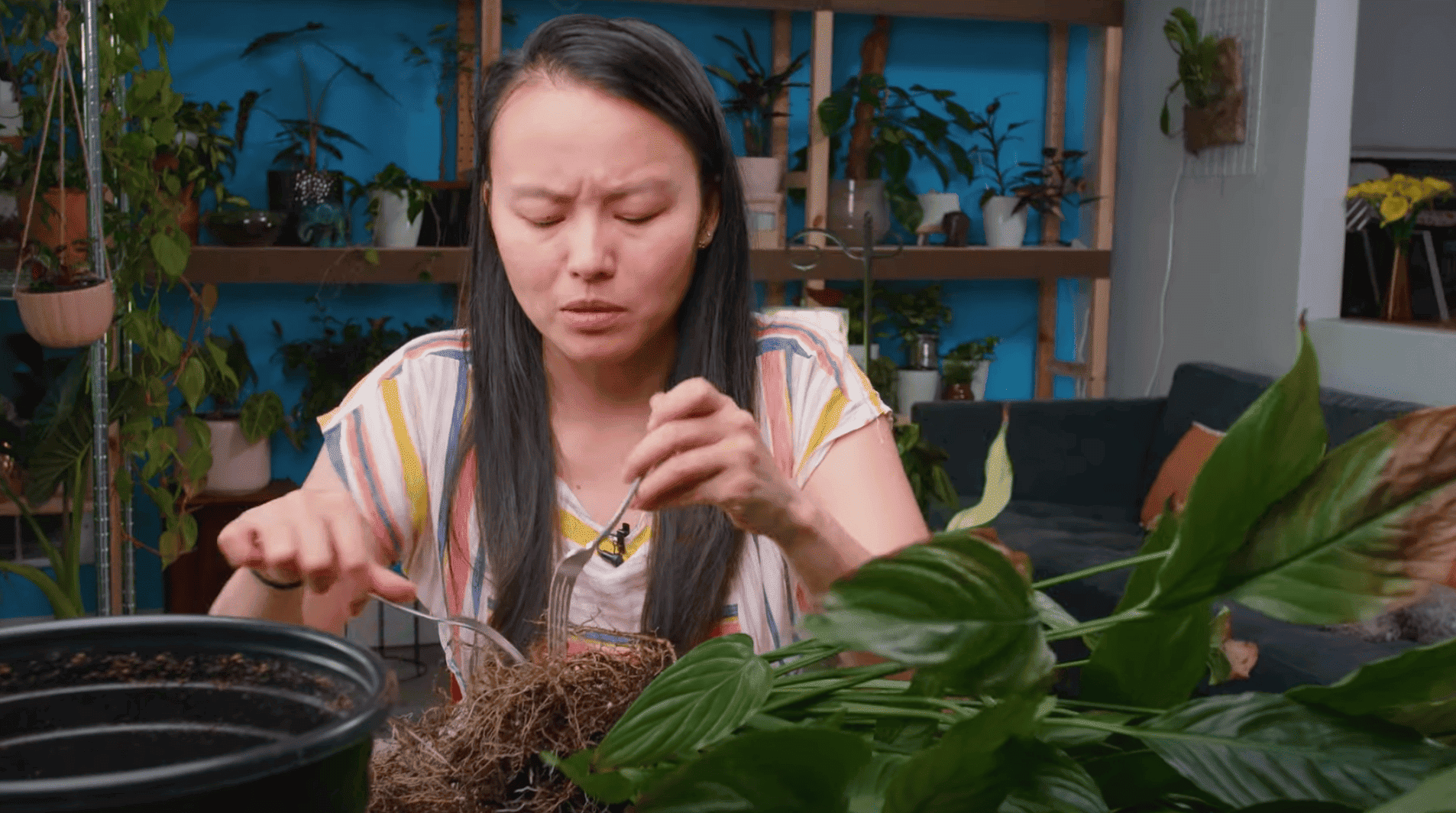 Step 1 prepare them peace lily for transition