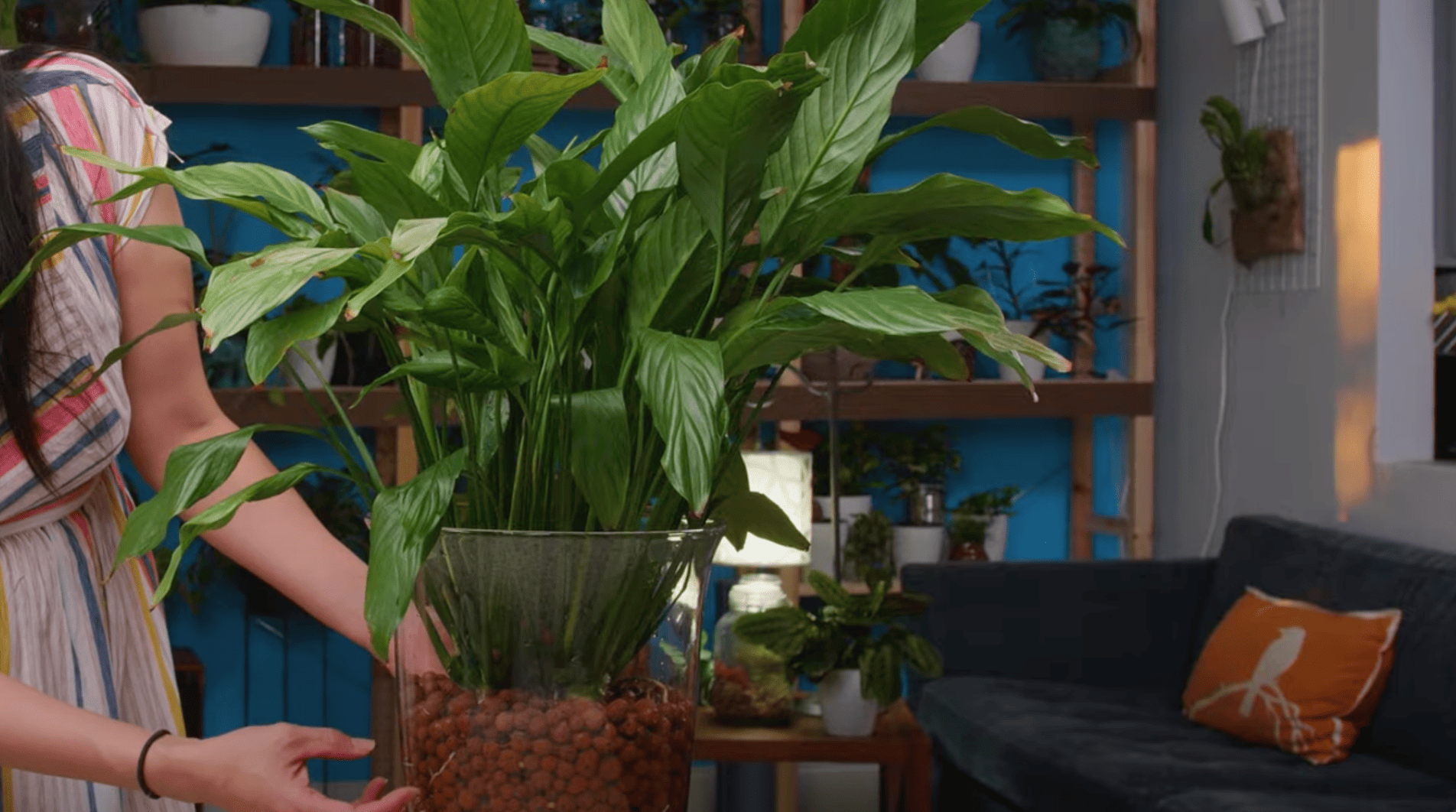 can peace lilies grow in water easy method and tips