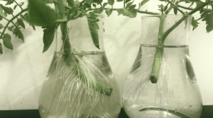 rooting tomato cuttings plant clones