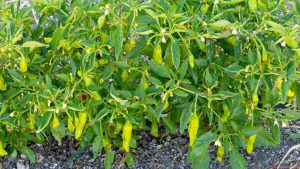 shishito peppers growing taste the harvest