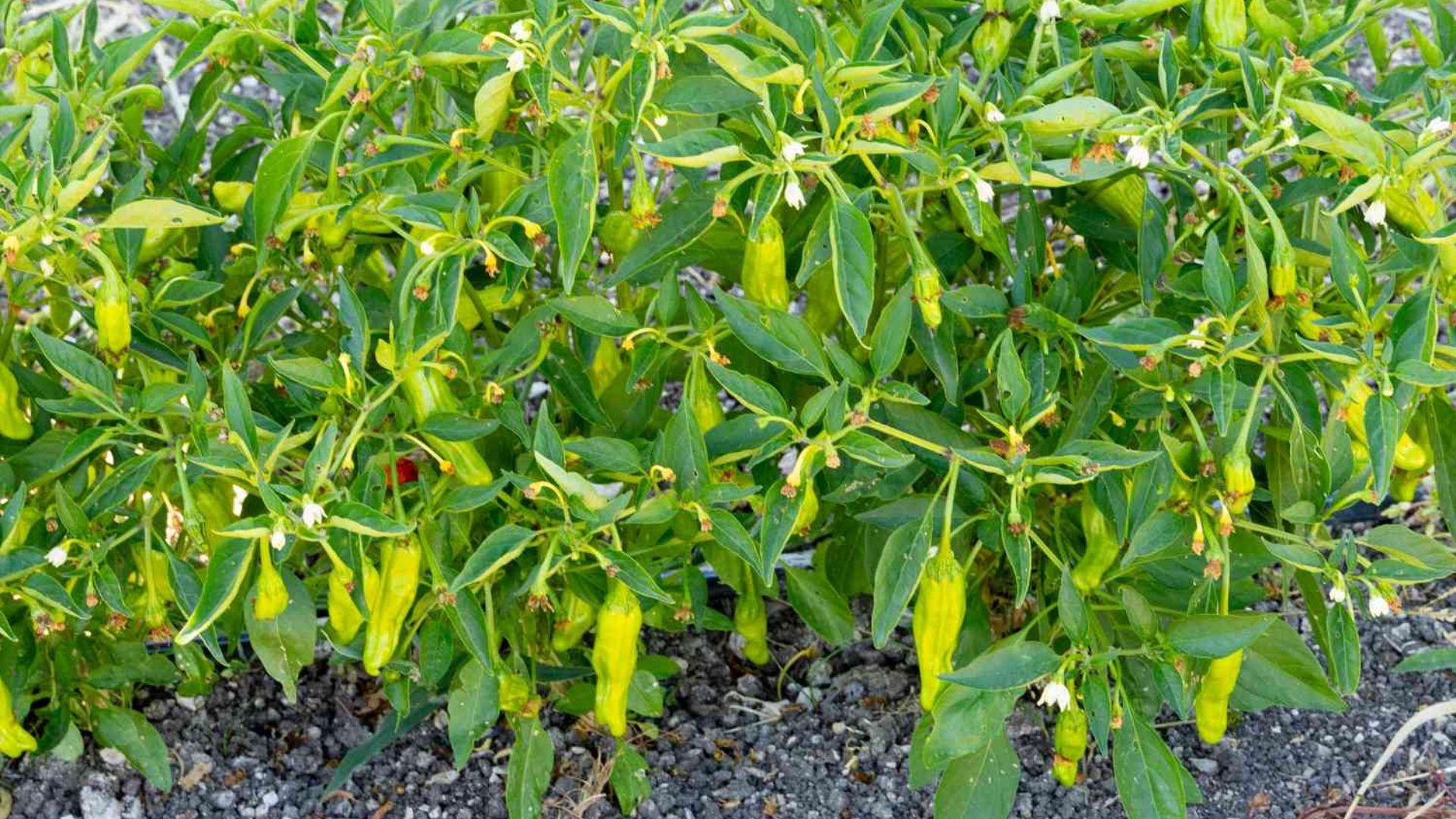 shishito peppers growing taste the harvest