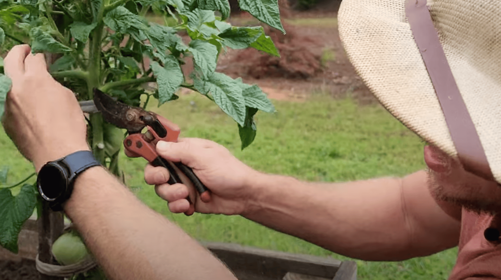 step 1 find and prune suckers