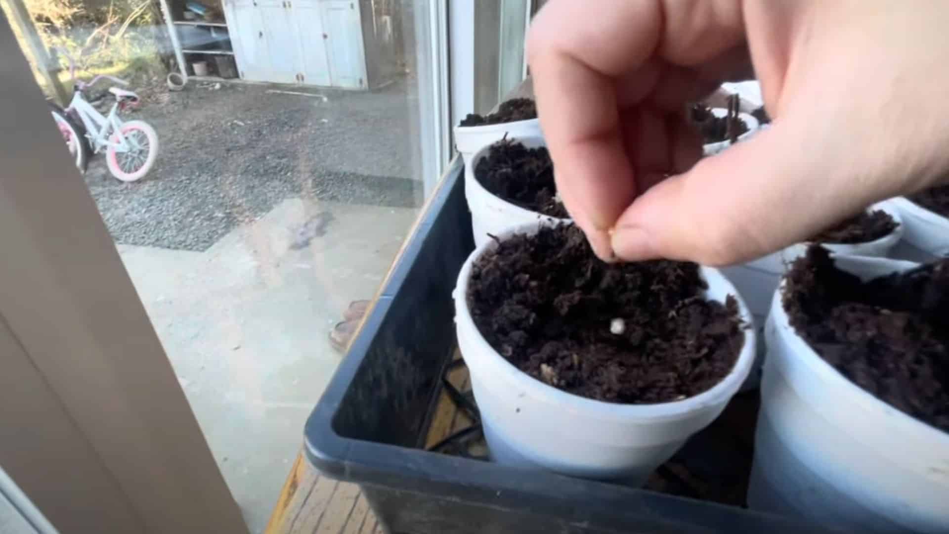 step 2 plant the seeds