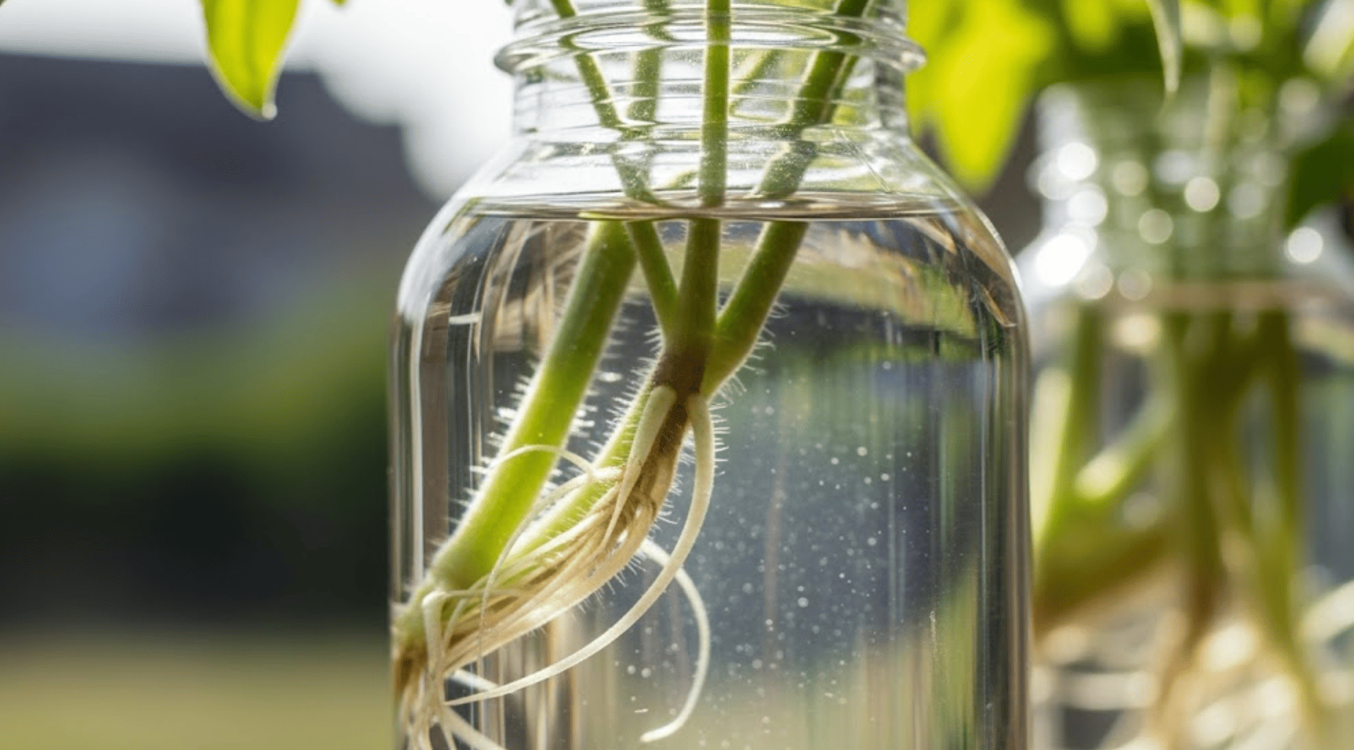 step 4 wait for roots to grow