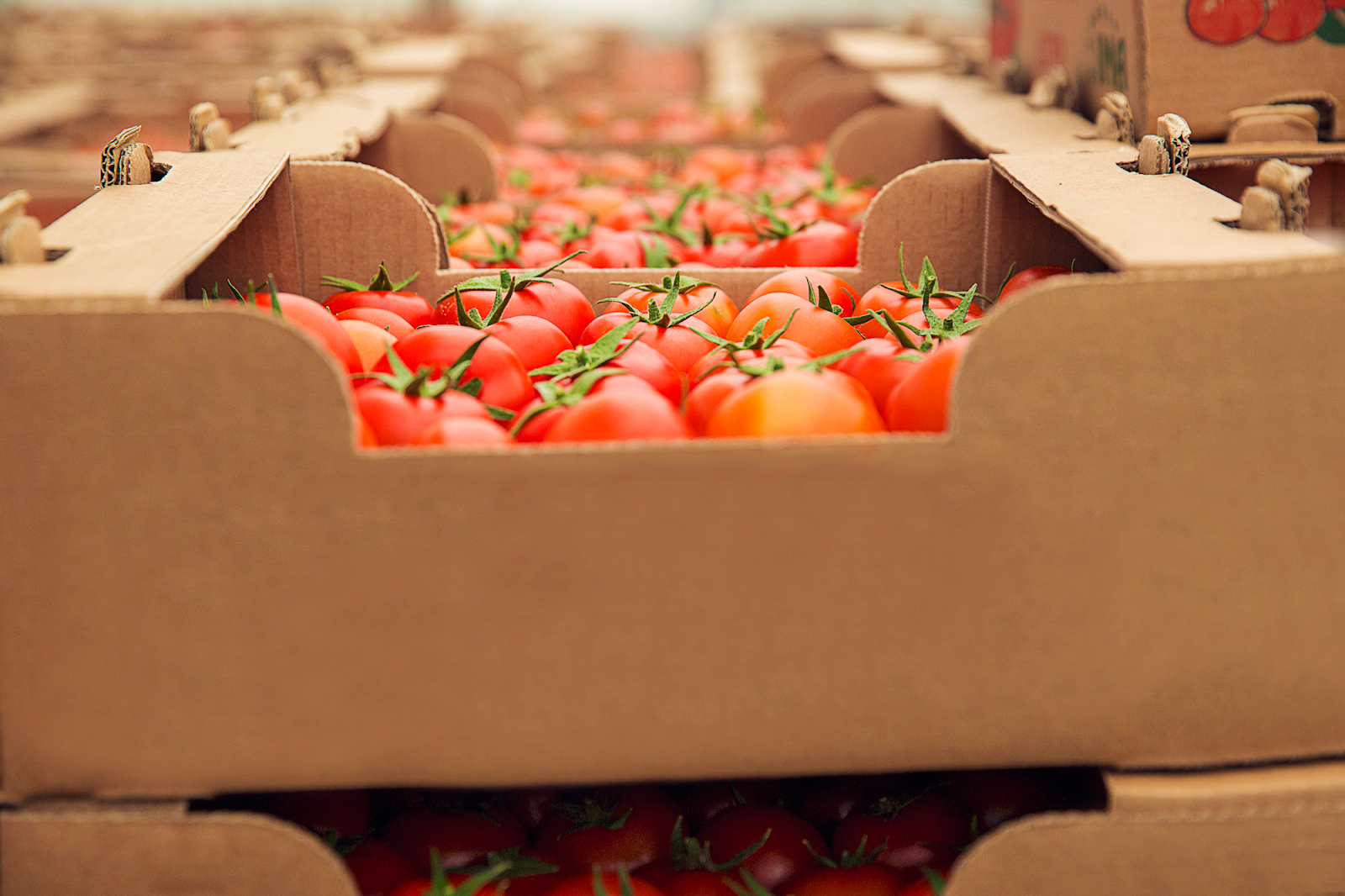 Benefits Of Working In Fruit And Vegetable Packing